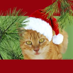 Cristmas and New Year Greeting Cards Templates Ginger 3